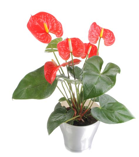 Costa Farms Shares Five Tips To Celebrate Houseplant Appreciation Day