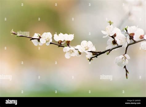 Apricot Tree Blossoms Stock Photo Alamy