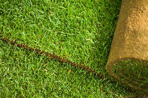 New Lawn Preparation For Seeding And Turfing Lawns For You