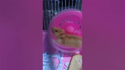 Cute Little Hamster 🐹 Youtube