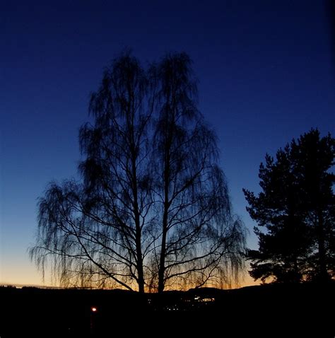 Sunset Birch And Pine Trees Around 1615 Hours In Sundsval Flickr