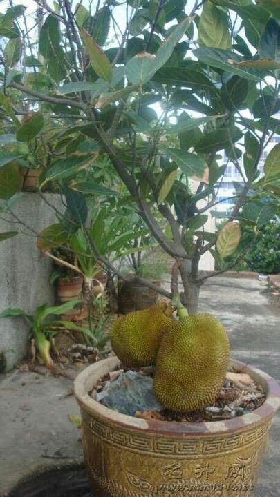 Jackfruit Plant In A Pot Com Imagens Arvore De Frutas
