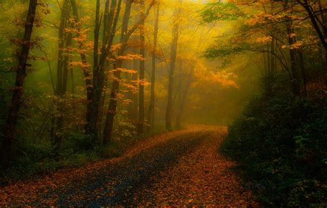 Обои дорога осень лес деревья природа туман листва обработка