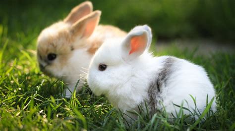 Rabbits In Spring Leaves Wallpapers Wallpaper Cave