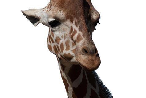 Giraffe Free Stock Photo Public Domain Pictures