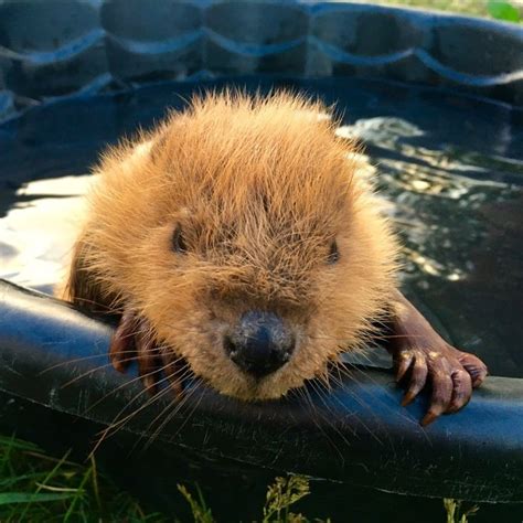 Rescued Baby Beaver Takes A Little Bath — And Wins The Internet Baby
