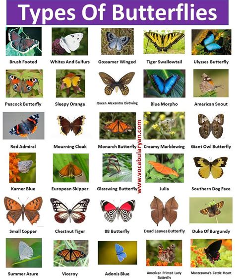 The Different Types Of Butterflies Are Shown In This Poster Which