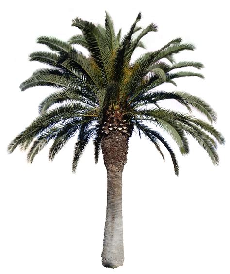 Palm Tree Png Transparent Palm Treepng Images Pluspng