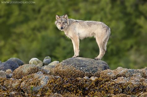 Pin By Anne Fogleman On Wolves Wolves Photography Beautiful Wolves