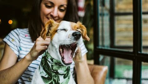 Best Places To Bring Your Dog Pet Friendly Things To Do In Pigeon