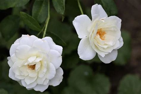 Free White Roses White Photos Pixabay Beautiful Flowers