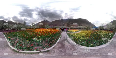 360° View Of Tulip Garden Festival Gachsar Alamy