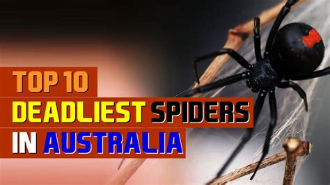 Top 10 Deadliest Spiders In Australia Youtube