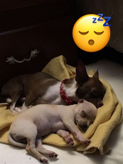 Sleeping Chis Cute Chihuahua Cute Puppies Chihuahua Puppies