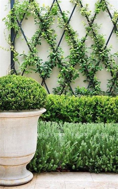 Revamp Your Outdoor Space With These 35 Stunning Vine Ideas Blognews
