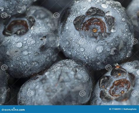 19138 Blueberries Up Close Stock Photos Free And Royalty Free Stock