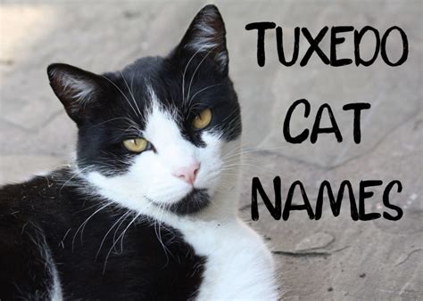 150 Best Black And White Names For Tuxedo Cats Cat Mania