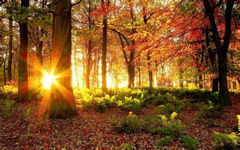 Autumn Morning Wallpapers Wallpaper Cave