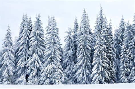 Premium Photo Beautiful Mountain Landscape With Snowy Trees