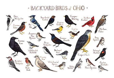 Backyard Birds Of Ohio Field Guide Art Print Handmade