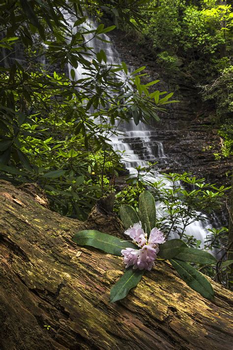 Rhododendron At The Falls Photograph By Debra And Dave Vanderlaan