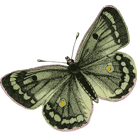 green butterfly | Free SVG
