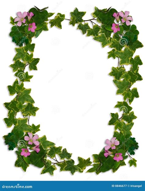 Ivy Border Flowering Clover Stock Illustration 8846677