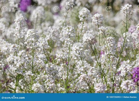 White Flowers Of Night Scented Stock Stock Image Image Of Leaf