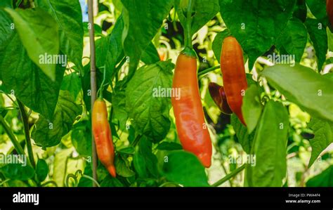 Aji Yellow Chili Pepper Closeup 2 Stock Photo Alamy