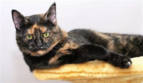 Tortoiseshell Cat Rehoming