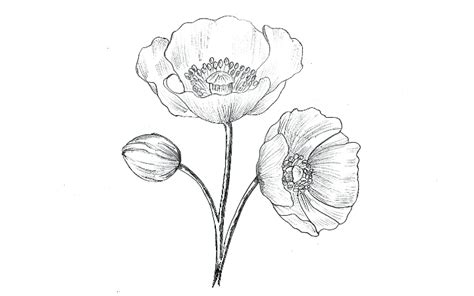 Poppy Flower Drawing Easy Drawing Ideas
