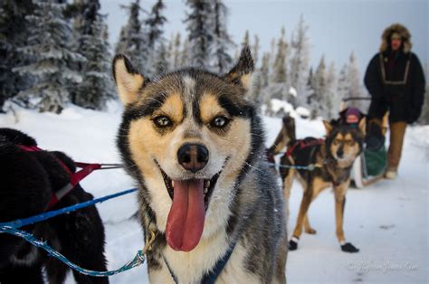 Things You Didnt Know About Dog Mushing