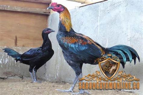 Jumat, 06 maret 2020, sabung ayam bangkok merupakan pertarungan sabung ayam yang biasanya diikuti oleh perjudian yang dilakukan tidak jauh dari arena sabung ayam. Ayam Aduan Peruvian Asal Peru - sabungayamonline.us