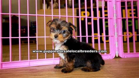 Puppies For Sale Local Breeders Adorable Morkie Puppies For Sale