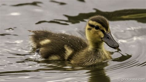 Baby Ducklings At Leeds Castle Photorasa Free Hd Photos