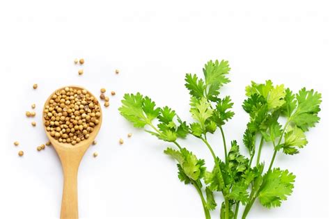 Coriander Seeds With Fresh Leaves Isolated On White Premium Photo