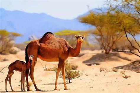 How long do camels live? | How Long Do Animals Live?