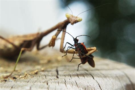 Wallpaper 2048x1362 Px Closeup Insects Macro Mante Mantis