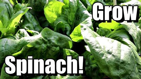 How To Grow Spinach From Seed To Harvest Youtube