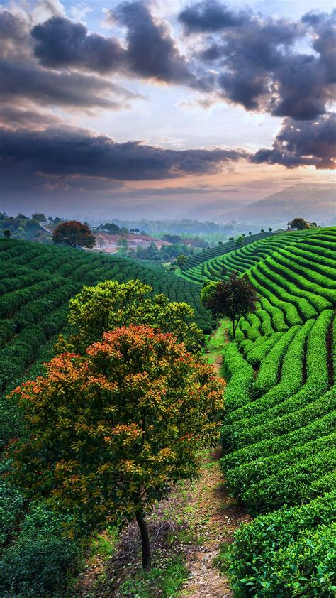 Tea Plantations Under Sky During Sunset China Windows 10 Spotlight