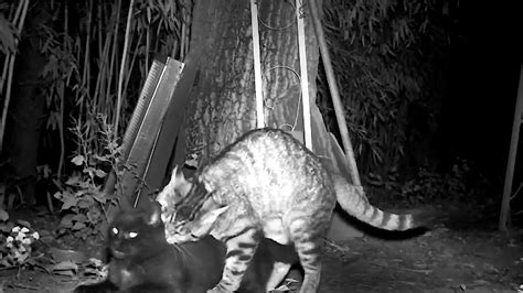 Feral Cats Mating On Infrared Trail Cam Pussy Play And 70s Kitty