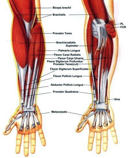 Anconeus muscle is a small muscle that is triangular in shape. Beefing Up The Forearms!