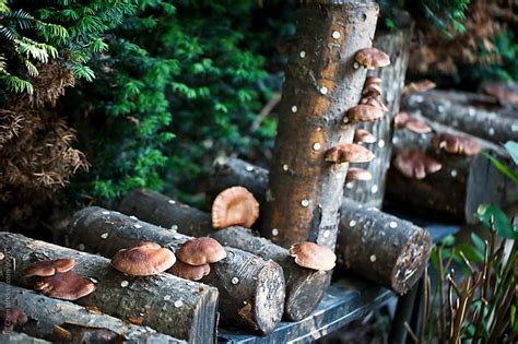 Shiitake Mushroom Logs By Jill Chen Stocksy United