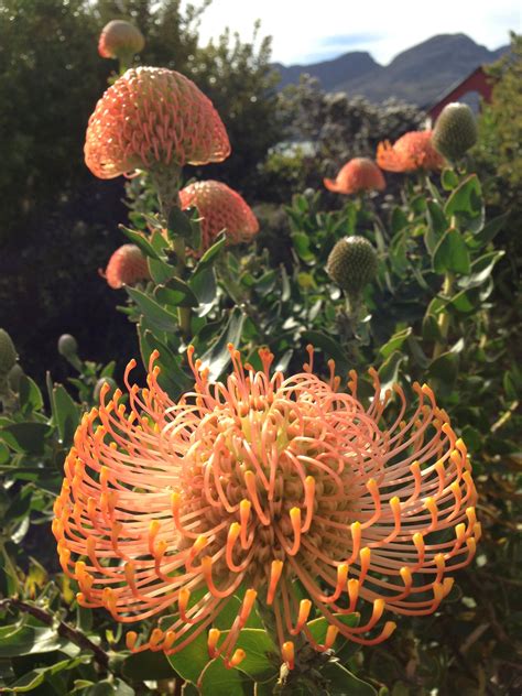 Pincushions A Fynbos Plant Pringle Bay South Africa Photo A