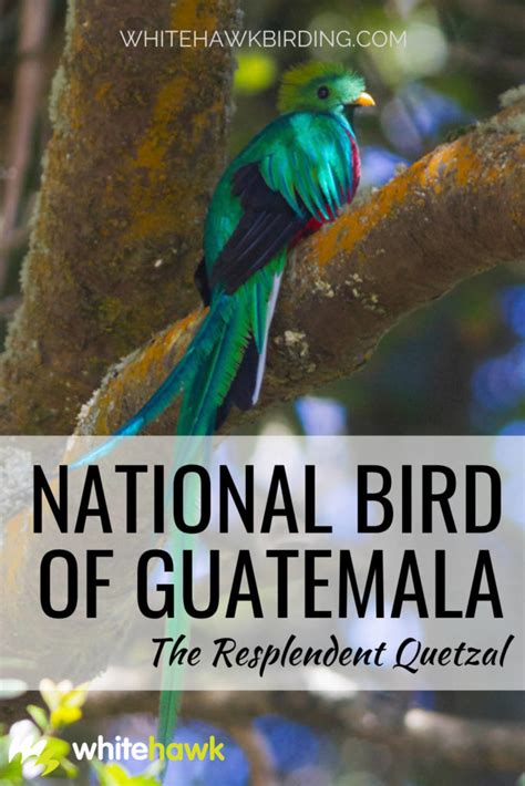 National Bird Of Guatemala Resplendent Quetzal Whitehawk Birding Blog