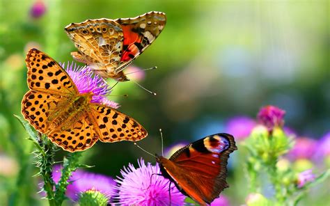 Butterfly Freedom♥