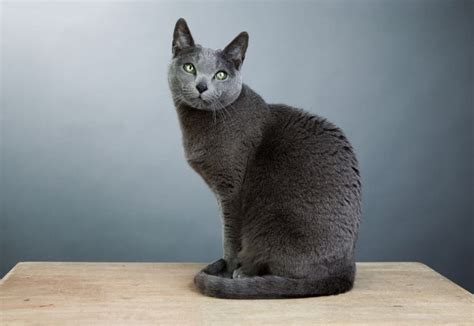 Top Hypoallergenic Cats For Allergy Sufferers