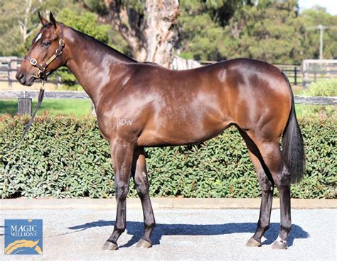 2020 Perth Yearling Sale Lot 183 Frosted Usa Compelling Aus