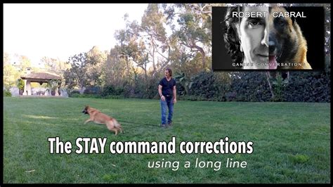Teach Your Dog To Stay Pt 2 Using A Tug And Long Line Robert Cabral