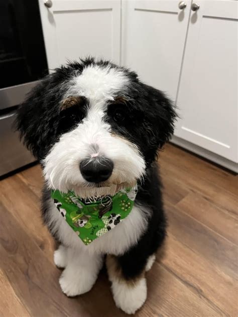 Beans First Haircut Rbernedoodles